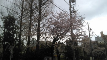 2016年の桜.jpg